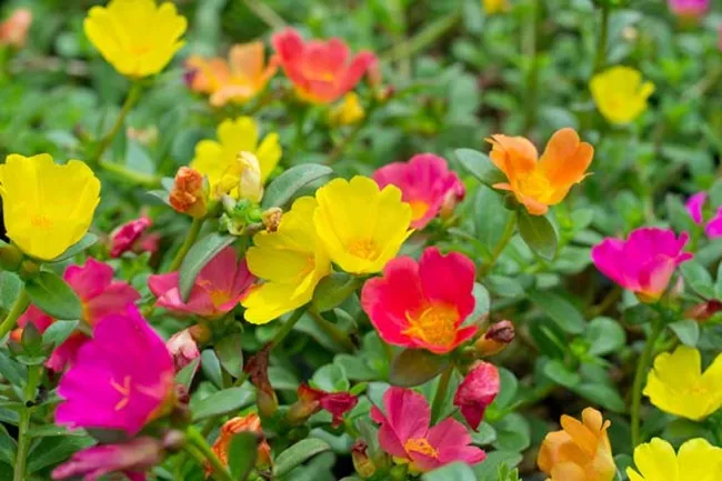 Hình ảnh những chậu hoa mười giờ rực rỡ nhiều màu sắc, thể hiện thành quả của cách trồng hoa mười giờ từ cành