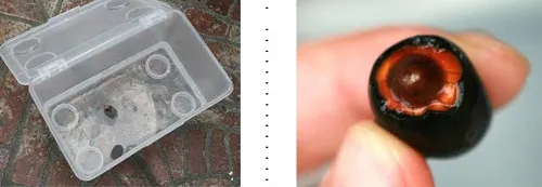 Hình ảnh những hạt sen đã được xử lý vỏ đang được ngâm trong nước sạch