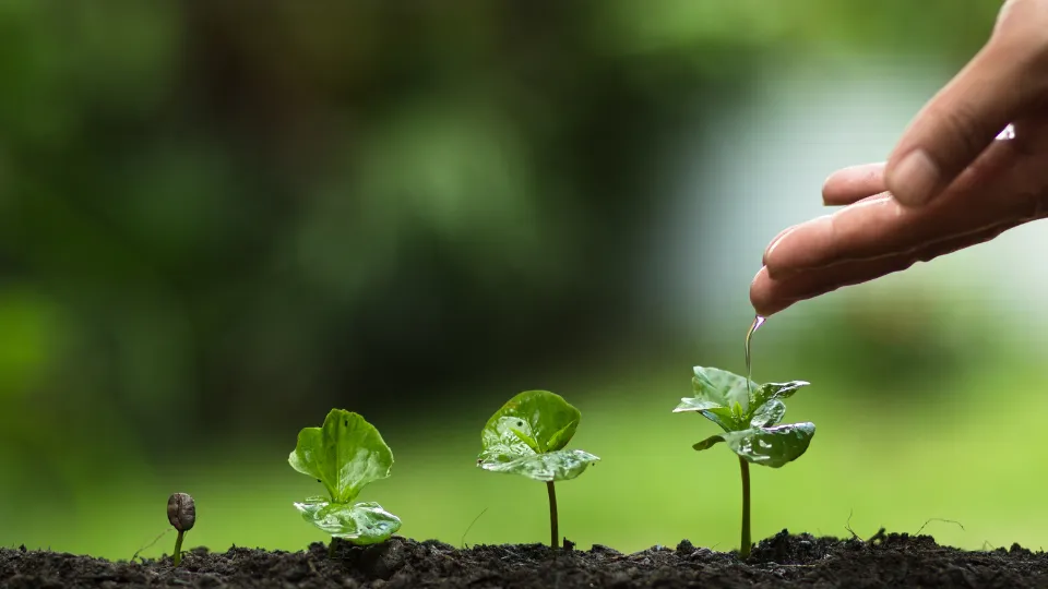 Hình ảnh những trái khổ qua đang phát triển khỏe mạnh trên giàn leo, sẵn sàng cho thu hoạch