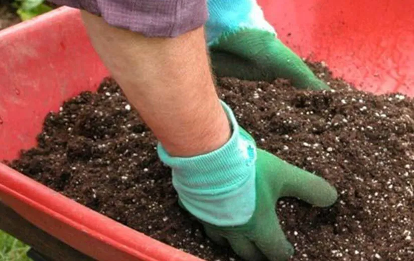 Hình ảnh phối trộn đất trồng, bao gồm các thành phần như trấu, xơ dừa, minh họa việc chuẩn bị đất trồng hoa mười giờ