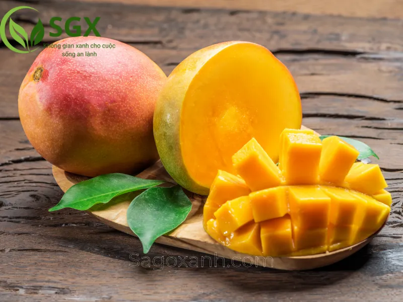 Hình ảnh quả xoài chín vàng, căng mọng, minh chứng cho việc chăm sóc cây xoài đúng kỹ thuật