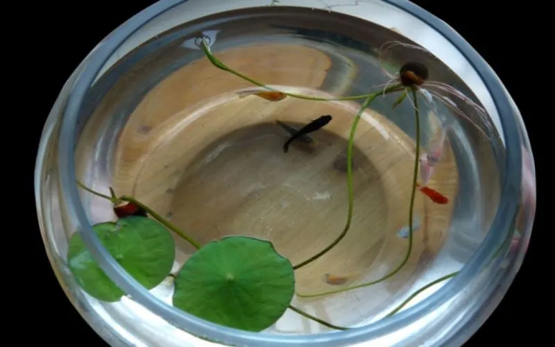 Hình ảnh sen nhật mini trồng thủy sinh trong chậu thủy tinh