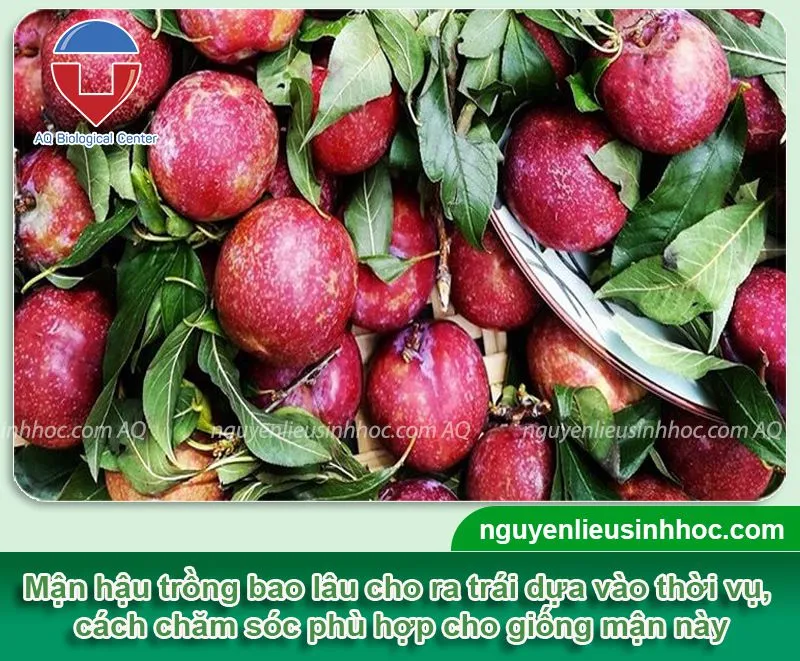 Hình ảnh thu hoạch mận hậu vào mùa vụ, phân loại chất lượng quả theo tiêu chuẩn canh tác