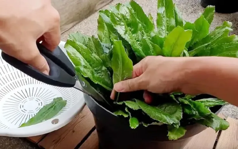 Hình ảnh thu hoạch ngò gai tươi xanh từ vườn nhà