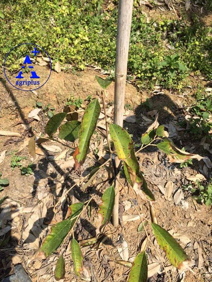 Hình ảnh thực tế cây sầu riêng con bị vàng lá do thiếu dinh dưỡng hoặc bệnh lý