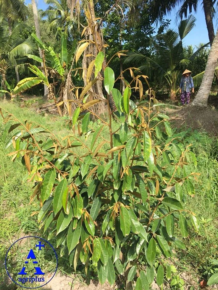 Hình ảnh thực tế cây sầu riêng con phát triển khỏe mạnh sau khi áp dụng kỹ thuật đúng