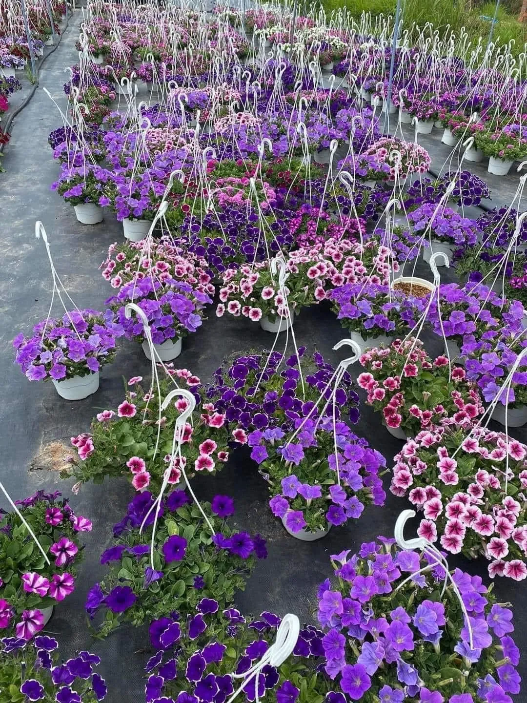 Hình ảnh thực tế về một chậu dạ yến thảo với sự kết hợp hài hòa của các màu sắc khác nhau