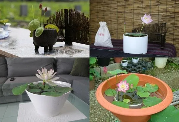 Hình ảnh tổng hợp những lưu ý quan trọng khi chăm sóc hoa sen trong chậu