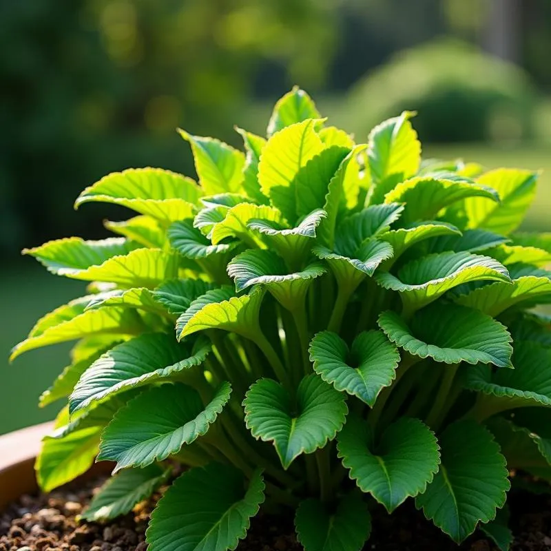 Hinh anh tong quan cay bim bip xanh tuoi, la day dan, san sang thu hoach, cay thuoc duoc lieu tu nhien.