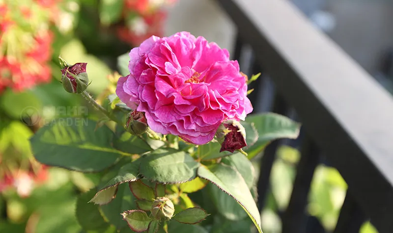 Hình ảnh tổng quan kỹ thuật trồng và chăm sóc cây hoa hồng phát triển mạnh mẽ.