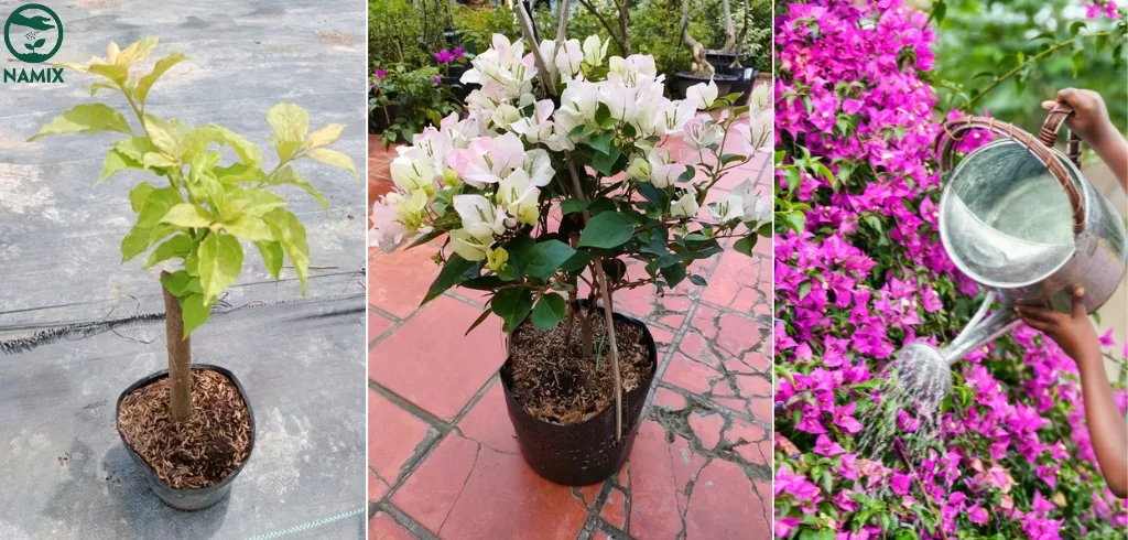 Hình ảnh tổng quan một giàn hoa giấy được cắt tỉa và chăm sóc đúng cách