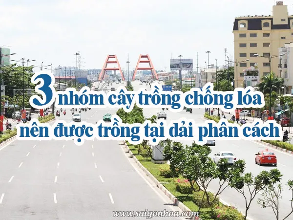 Hình ảnh tổng quan về các loại cây trồng dải phân cách chống lóa, đảm bảo an toàn giao thông đô thị