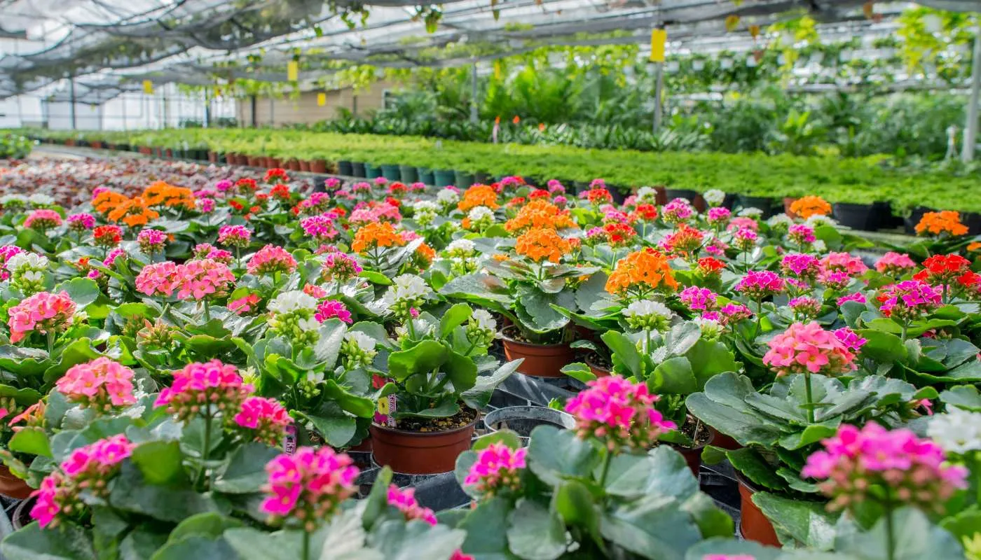 Hình ảnh tổng quan về đặc điểm của cây sống đời với thân mọng nước và lá dày