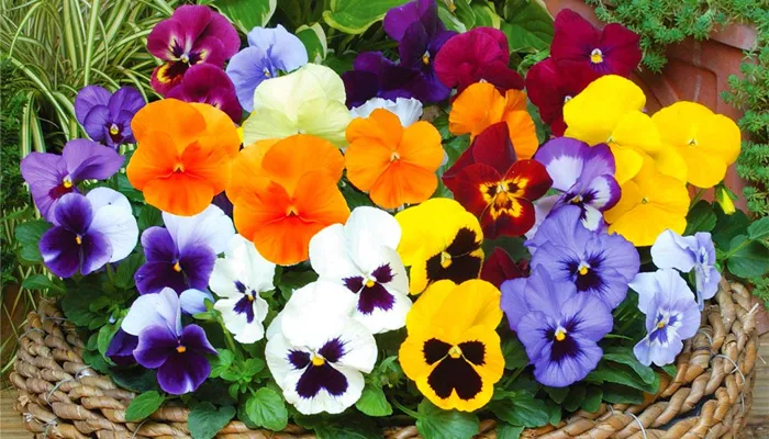 Hình ảnh tổng quan về giống hoa cánh bướm Pansy