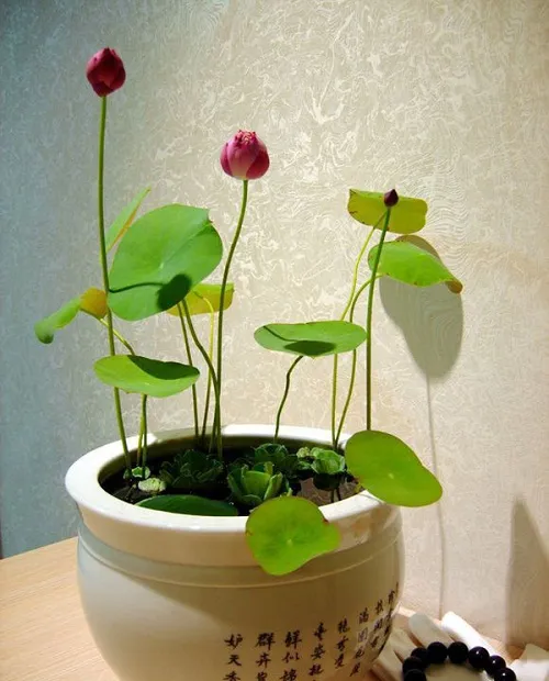 Hình ảnh tổng thể một cây sen mini đã lớn, ra hoa trong chậu cảnh đứng cao