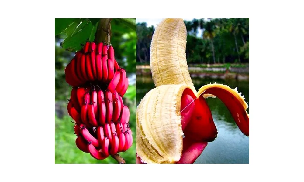 Hình ảnh trái chuối đỏ sau khi chín, có vỏ màu đỏ đậm hoặc hơi tím, thịt bên trong màu hồng nhạt