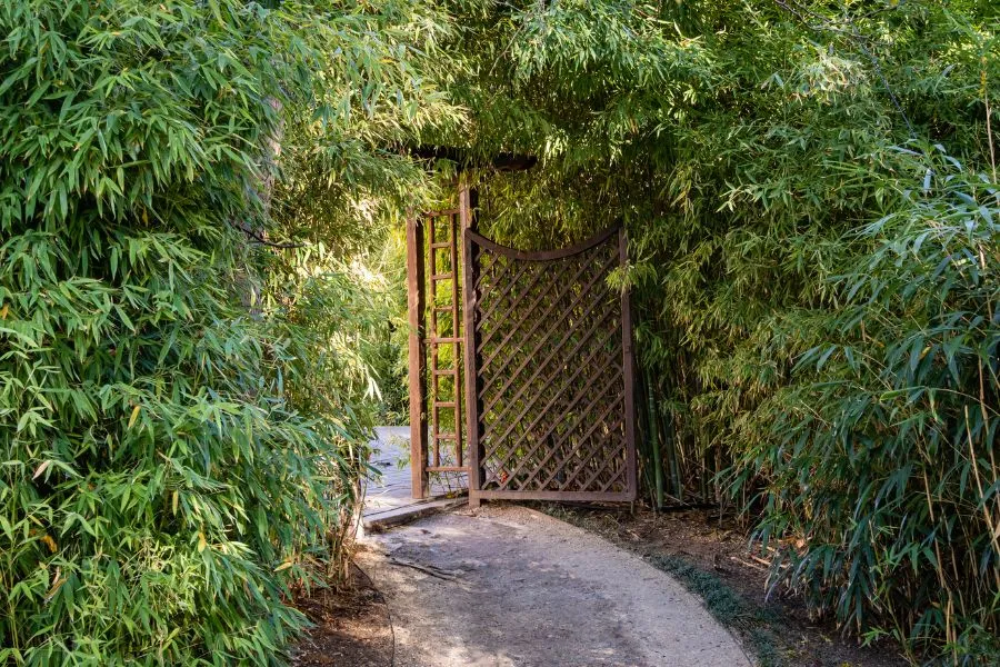 Hình ảnh trúc mọc trước sân nhà vừa tạo bóng mát vừa trang trí thêm cho ngôi nhà.