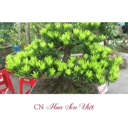 Hình ảnh tùng kim cương được trồng tại khuôn viên biệt thự, thể hiện nghệ thuật chăm sóc cây tùng kim cảnh quan