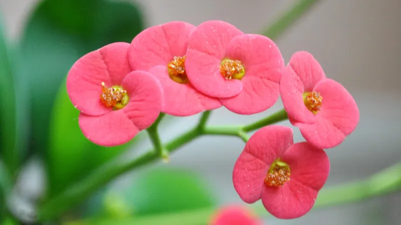 Hình ảnh về hoa xương rồng bát tiên rực rỡ sắc màu