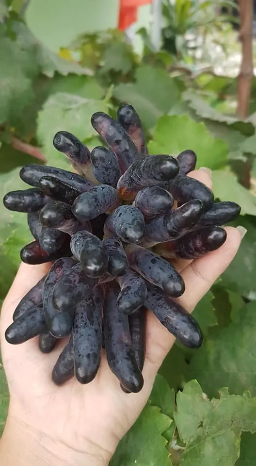 Hình ảnh vườn nho ngón tay đang phát triển khỏe mạnh, cho thấy môi trường lý tưởng để áp dụng cách chăm sóc cây nho.