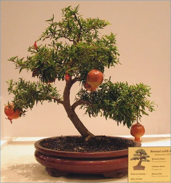 Hình dáng uyển chuyển của cây lựu cảnh sau quá trình tạo dáng bonsai và kỹ thuật cắt tỉa chuyên nghiệp