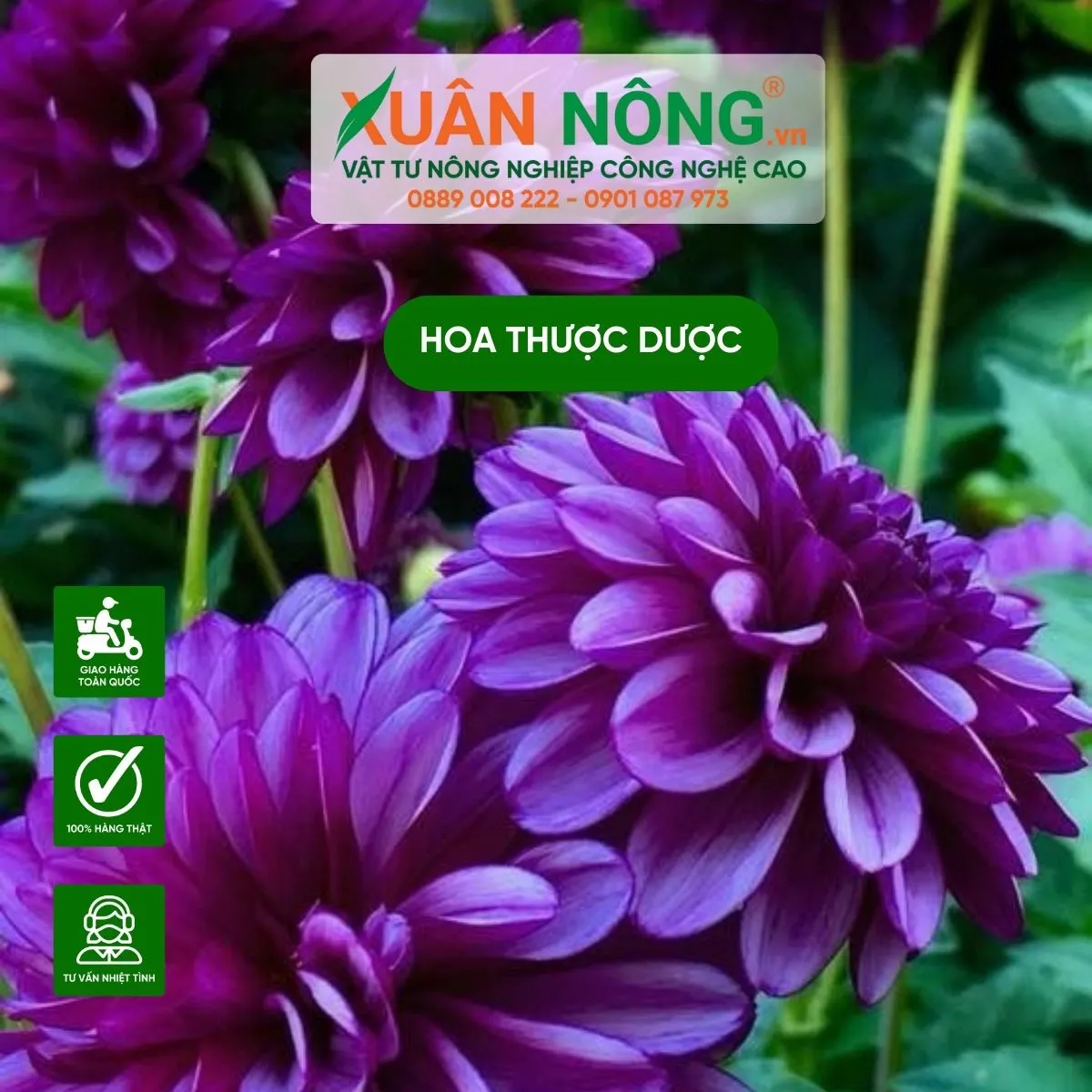 Hình minh họa các bước chuẩn bị đất trồng hoa thược dược bằng củ