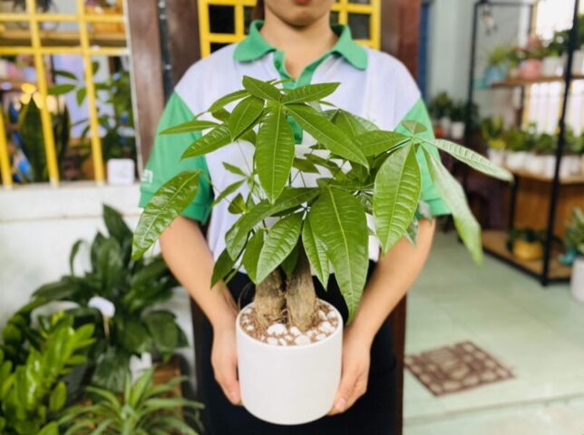 Cây Xanh Nên Trồng Trong Nhà Cải Thiện Phong Thủy Và Sức Khỏe