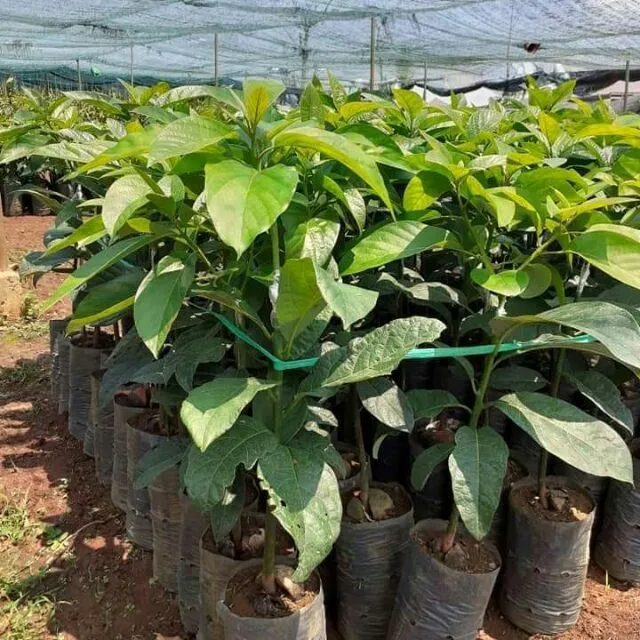 Hố trồng cây bơ sáp đã được đào và bón lót phân hữu cơ