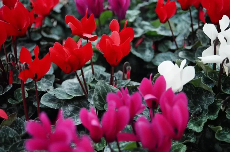 cách trồng hoa ngọc thảo bằng cành Thành Công Từ A Đến Z