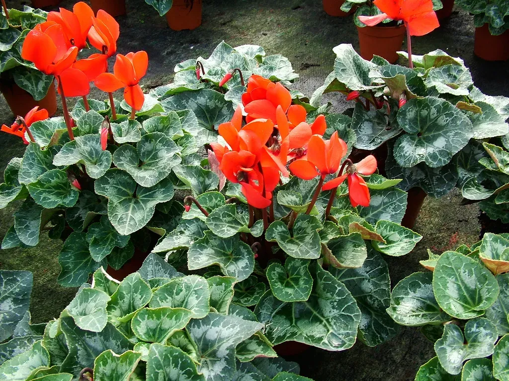 Hoa Anh Thảo với lá xanh đậm và hoa màu hồng