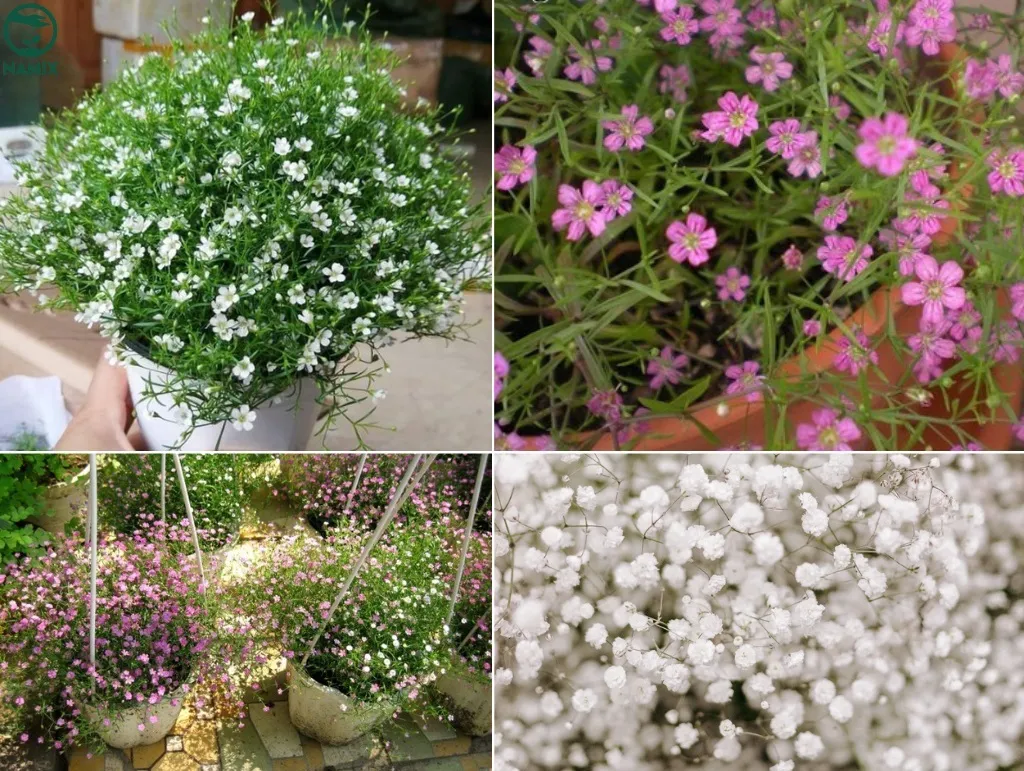 Hoa baby màu trắng li ti nở rộ trong chậu, thể hiện vẻ đẹp thuần khiết và tinh khôi