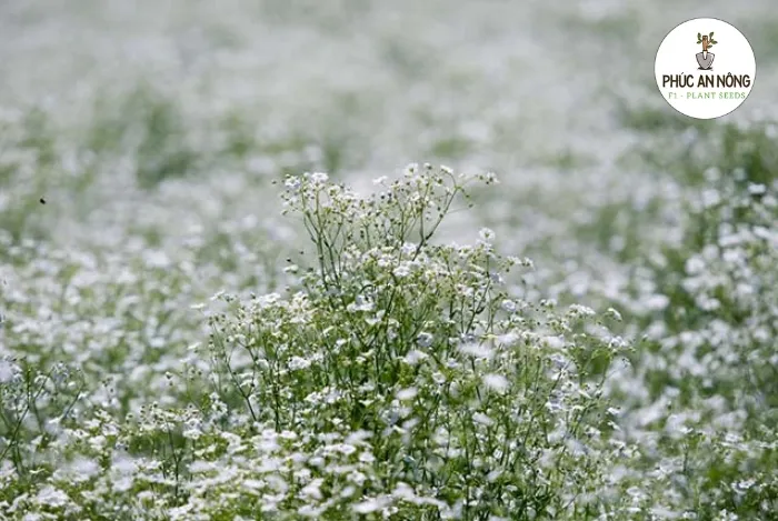 Hoa baby nhỏ xinh, tinh tế, thường được dùng trong cắm hoa và trang trí