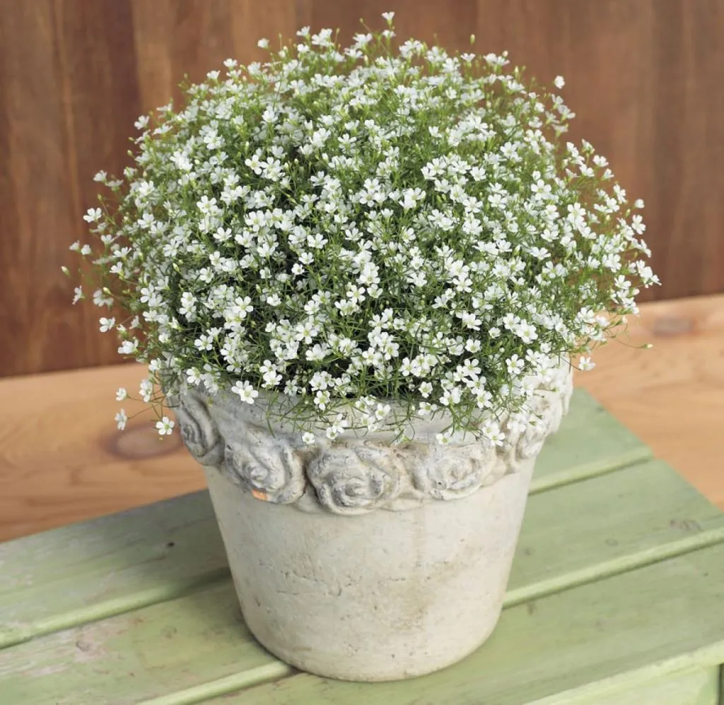 Hoa baby trắng là loài cây thân thảo, có thân mảnh và phân nhánh rộng, tạo hình dáng đẹp