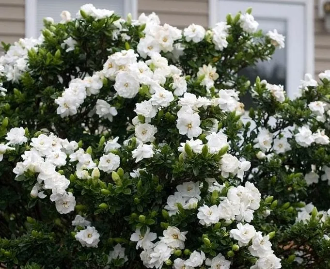 Hoa Bạch Thiên Hương nở rộ trong chậu cảnh với lá xanh bóng, minh họa cách chăm sóc hoa bạch thiên hương