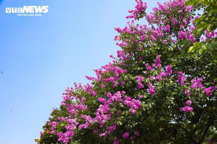 Hoa bằng lăng nở rộ vào dịp hè.