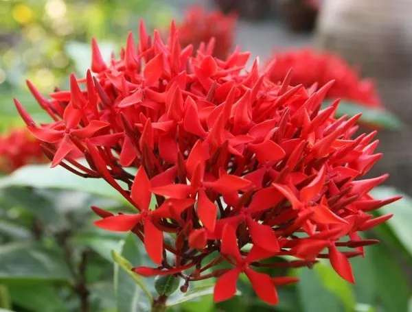 Hoa bông trang đỏ có ý nghĩa tượng trưng cho tình yêu nồng cháy và sự vương giả