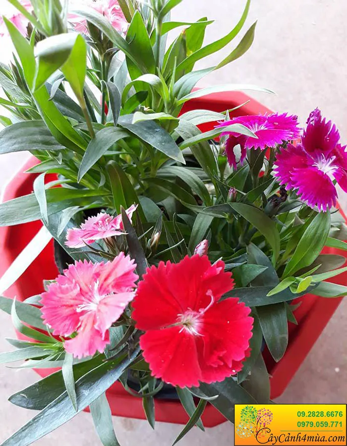 Hoa cẩm chướng chơi Tết với màu sắc tươi tắn