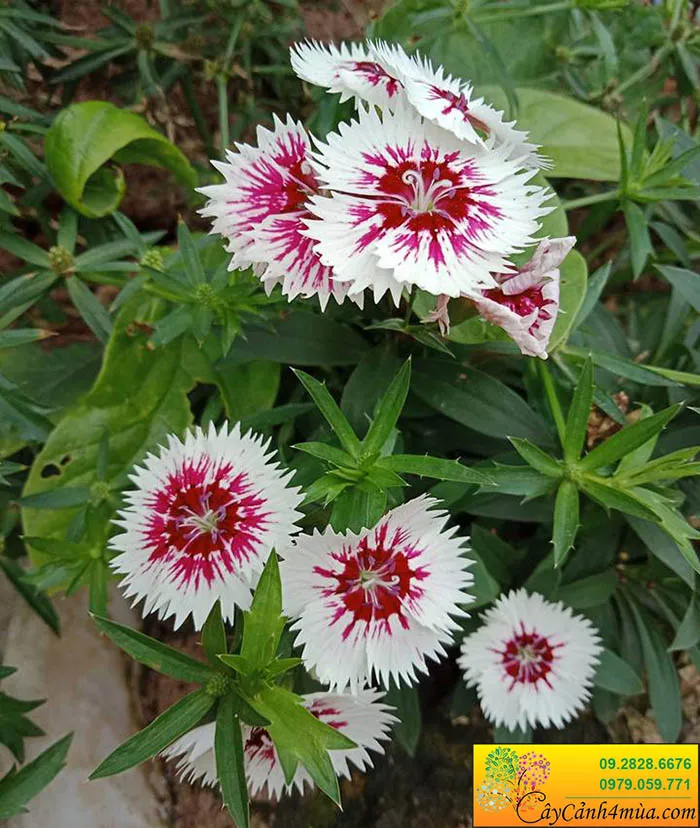 Hoa cẩm chướng tím trắng với sắc màu hài hòa