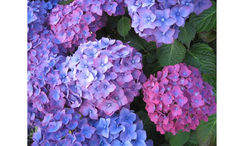 Hoa cẩm tú cầu được tạo nên từ nhiều bông nhỏ khác