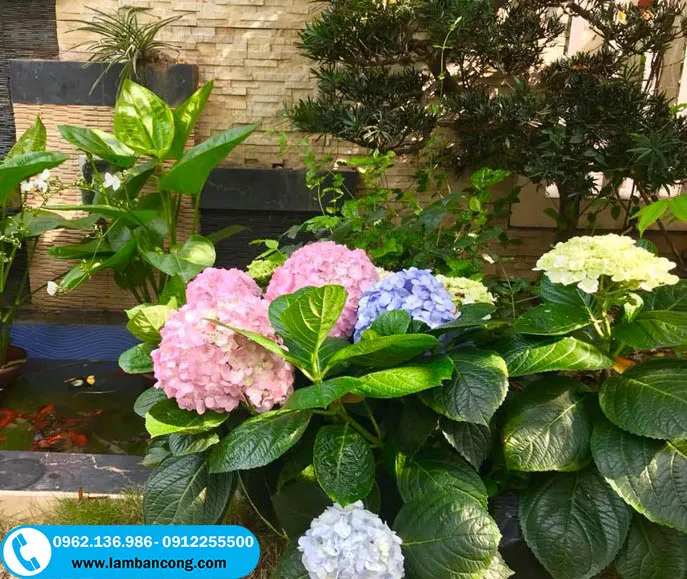 Hoa cẩm tú cầu trồng tiểu cảnh