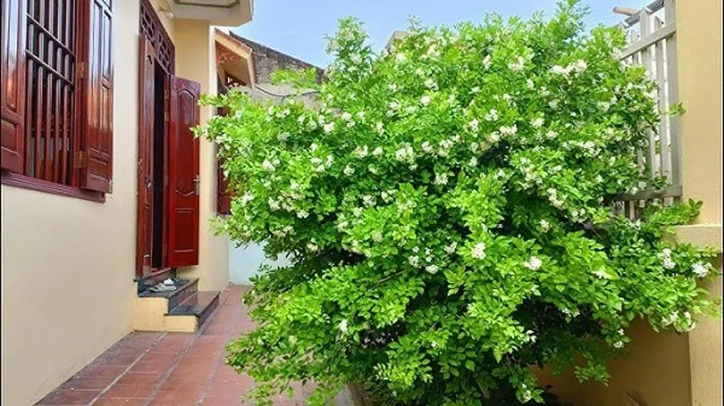 Hoa cảnh như Nguyệt Quế và Mai Chiếu Thủy giúp tạo vẻ đẹp và thu hút năng lượng tích cực