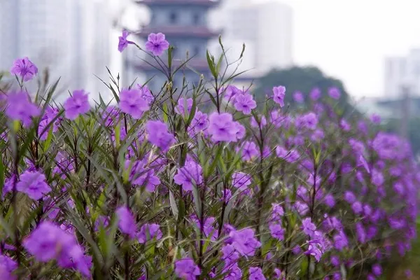 Hoa Chiều Tím được trồng thành bụi lớn làm cảnh quan xanh mát