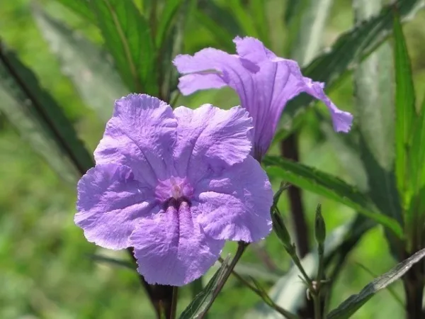 Hoa Chiều Tím màu tím khoe sắc dưới ánh nắng mặt trời rực rỡ