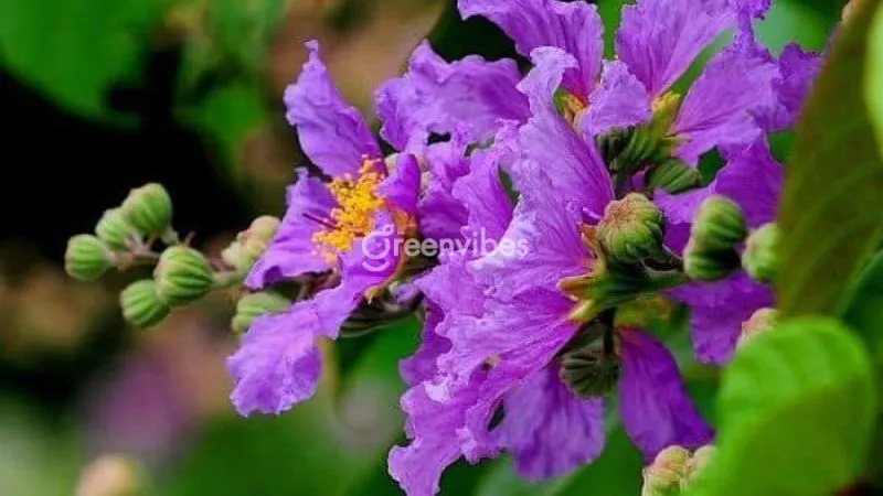 Hoa chùm to màu tím rực rỡ của cây bằng lăng thái là điểm nhấn thu hút mọi ánh nhìn