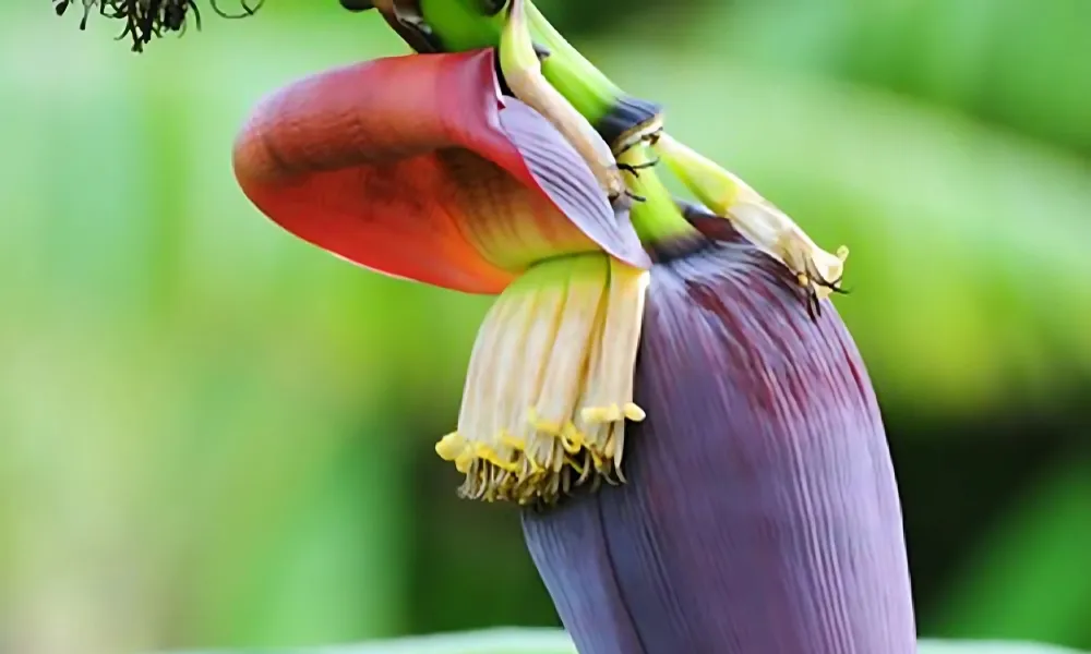 Hoa chuối đang trổ buồng, thể hiện giai đoạn ra hoa quan trọng trong quá trình nên trồng cây chuối bao lâu.