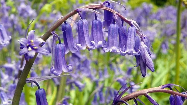 Hoa Chuông Gió với những bông hoa nhỏ màu tím hồng nở rộ