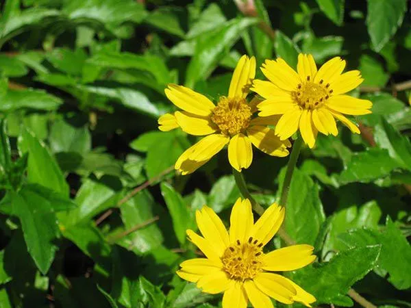 Hoa cúc dại được trồng trong chậu, thể hiện khả năng nhân giống bằng gieo hạt