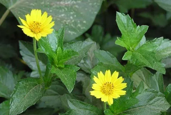 Hoa cúc dại nở rộ với màu vàng tươi, thể hiện sức sống mãnh liệt