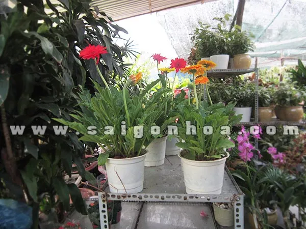 Hoa cúc đồng tiền