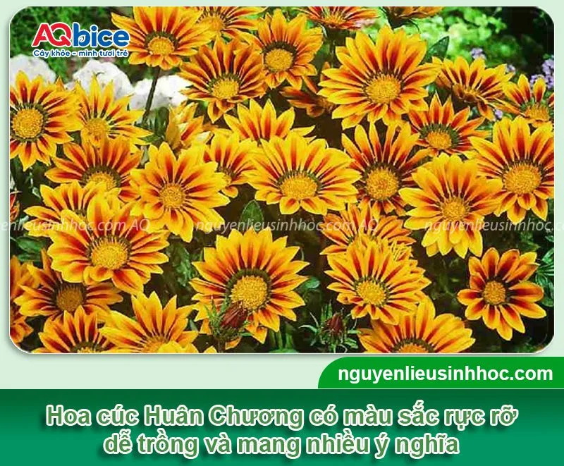 Hoa cúc Huân Chương được trồng nhiều ở nước ta với màu hoa rực rỡ